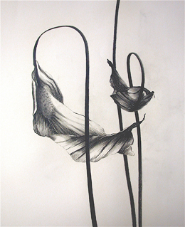 Lily 2