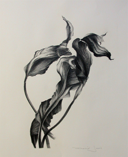 Hosta 4