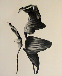 Hosta 5