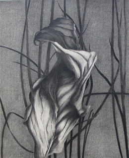 Hosta 6
